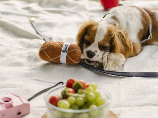 Jouet pour chien - Saucisson