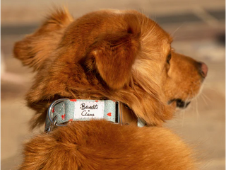 Collier pour chien - Denim taille S