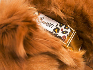 Collier pour chien - Léopard