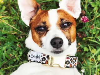 Collier pour chien - Léopard