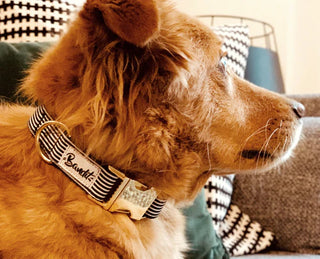 Collier pour chien - Marin